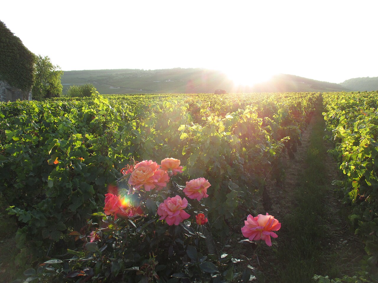 Domaine de la Romanée-Conti