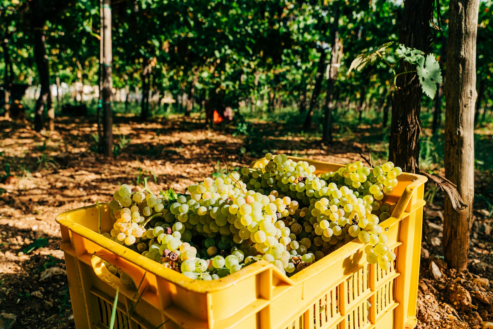 Vendanges du Riesling
