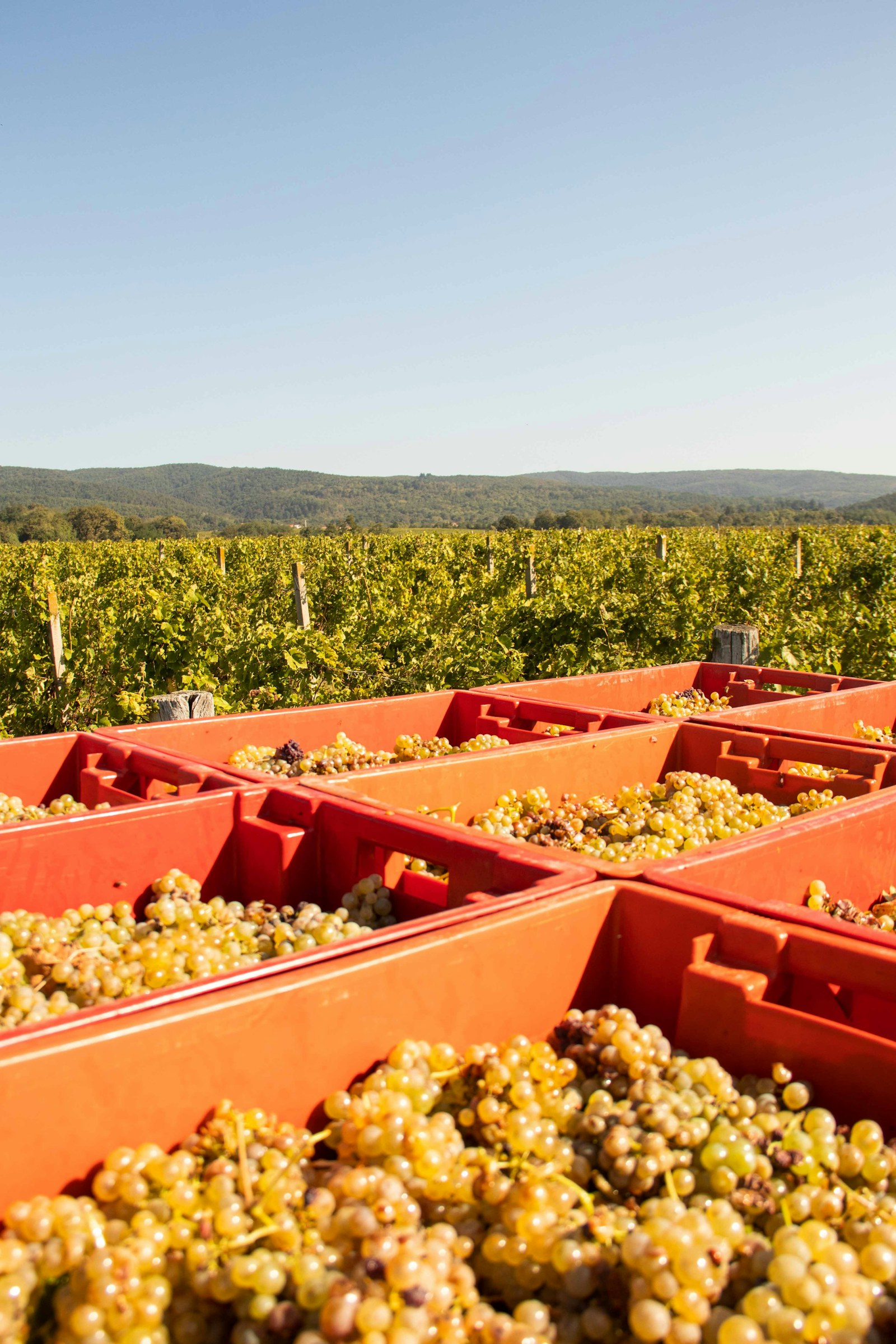 Vendanges du Mourvèdre