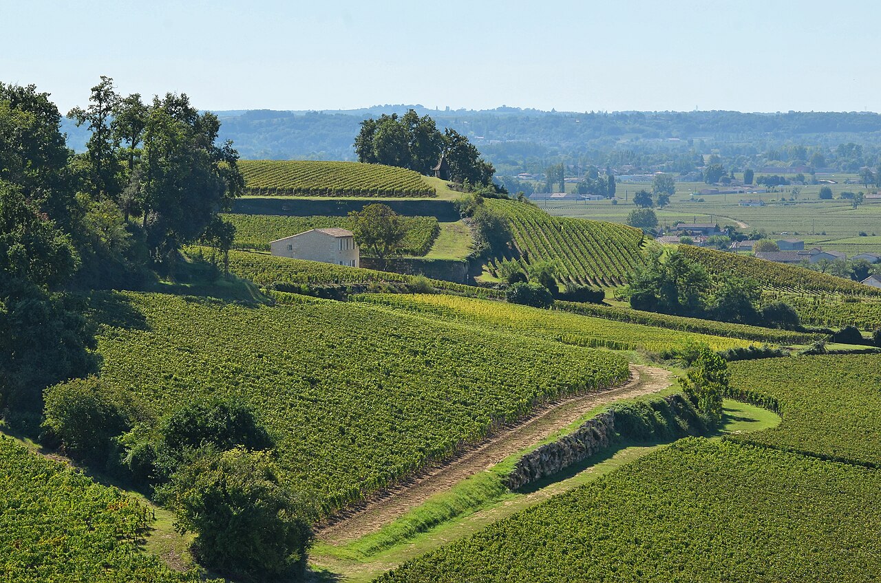 Balade vigneronne et dégustation